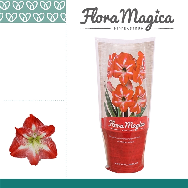 <h4>Hippeastrum Exotic Striped 2 knop FM Hoes</h4>