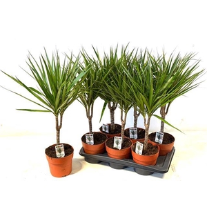 Dracaena Marginata 17Ø 55cm 1pp