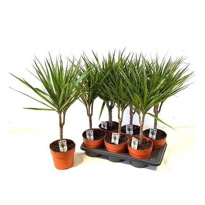 <h4>Dracaena Marginata 17Ø 55cm 1pp</h4>