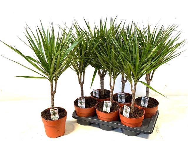 Dracaena Marginata 17Ø 55cm 1pp