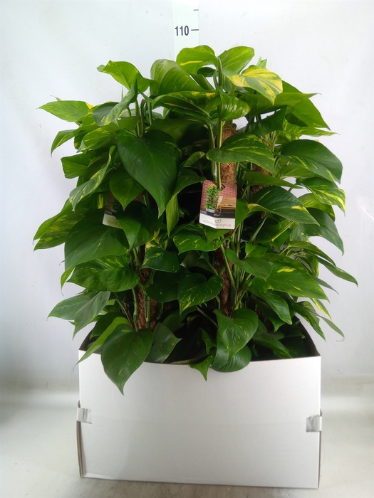 <h4>Epipremnum pinn.   ...moss stick</h4>
