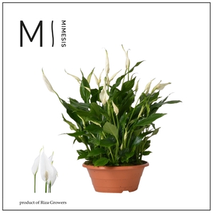 Mimesis Spathiphyllum Bellini - 23 cm schaal