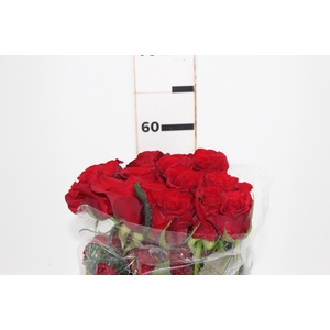 ROSA CHECKMATE 060 CM VERMELHO ESTUFA