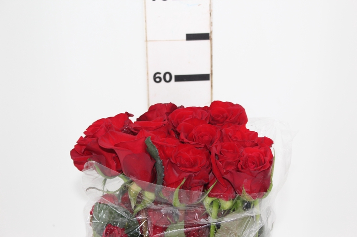 <h4>ROSA CHECKMATE 060 CM VERMELHO ESTUFA</h4>