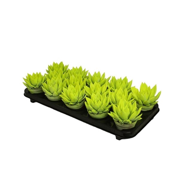 <h4>Echeveria coloured neon yellow</h4>