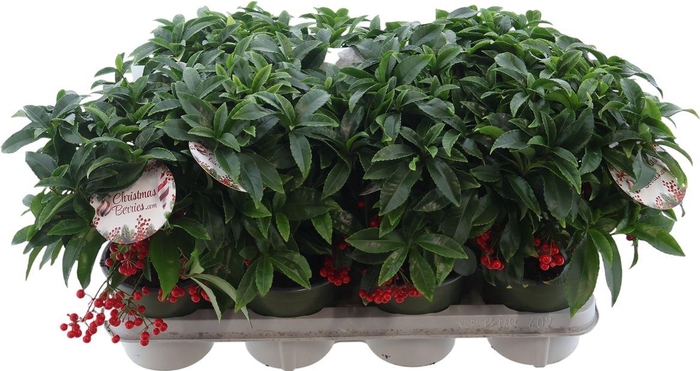 <h4>Ardis Cr Bos Premium</h4>