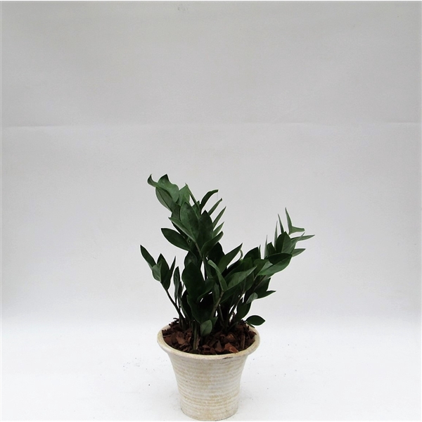 <h4>Zamioculcas in hosta small creme met schors</h4>