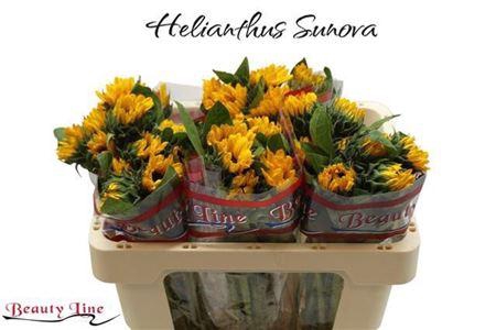 <h4>Heli Sunova</h4>