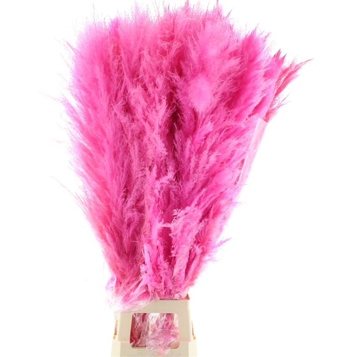 Cortaderia Dadang X L Cerise