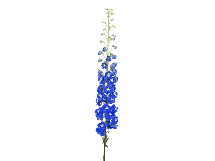 <h4>DELPHINIUM 060 CM AZUL</h4>