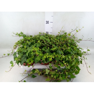Hedera helix 'Anna'