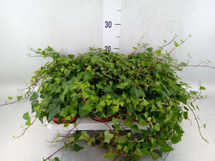 <h4>Hedera helix 'Anna'</h4>