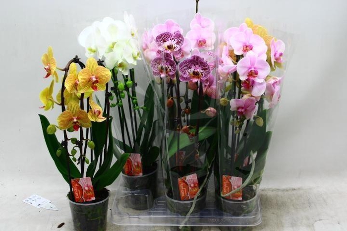 <h4>PHAL EL CASCADE</h4>