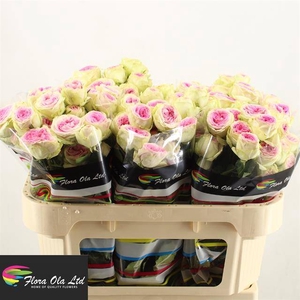 R Tr Gelato Flora Ola