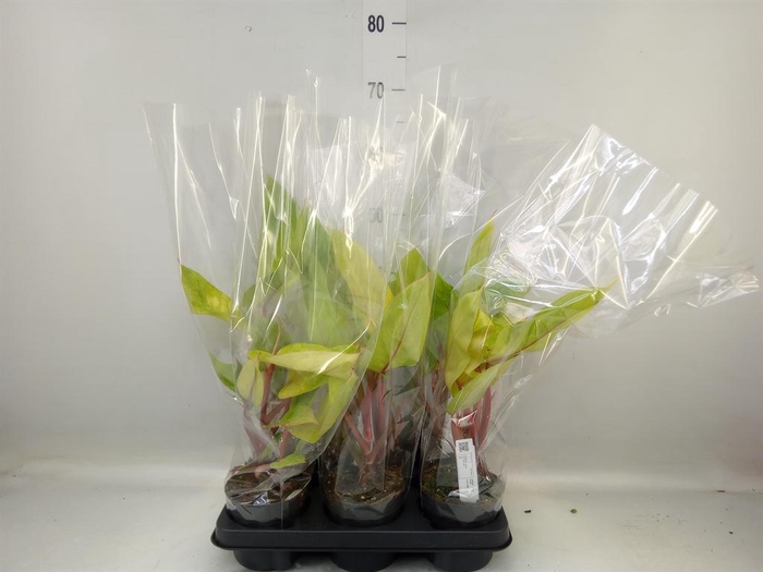 <h4>Philodendron  'Painted Lady'</h4>