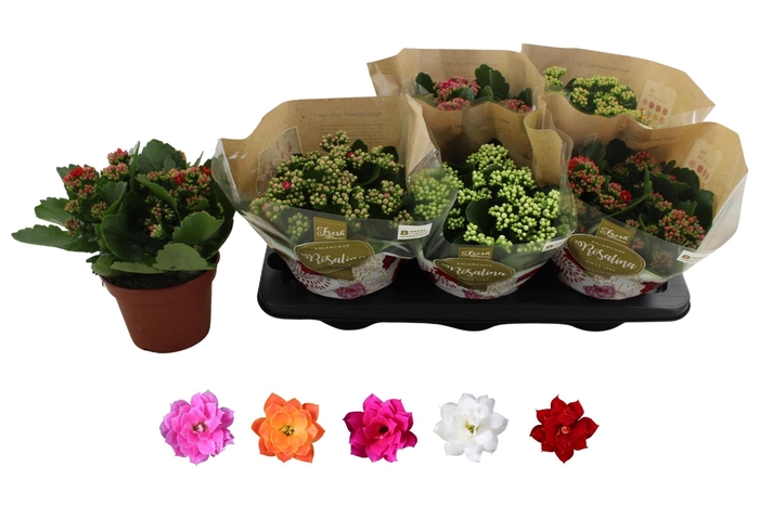 <h4>KAL GE RO GEM 5 KL</h4>