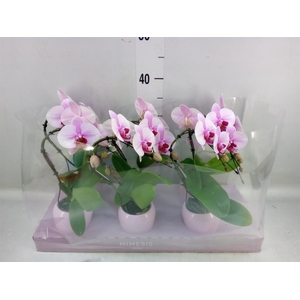 Phalaenopsis   ...rose