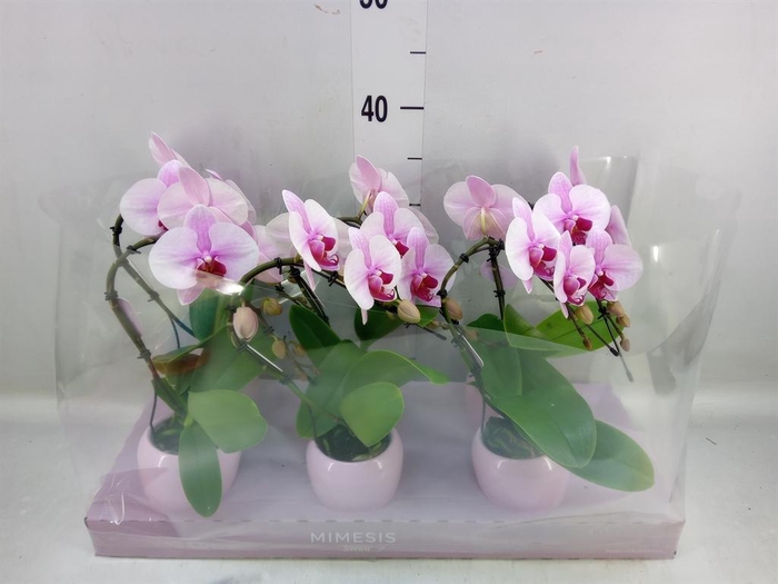 <h4>Phalaenopsis ...rose</h4>