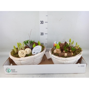 Arr.   Bol/Knolgewas L%