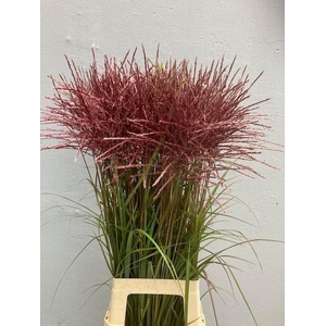 Miscanthus Ferner Osten
