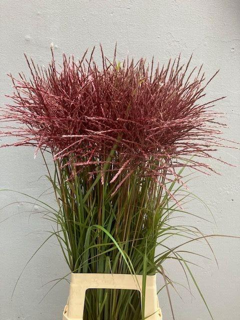 <h4>Miscanthus sinensis 'Ferner Osten' (rood)</h4>