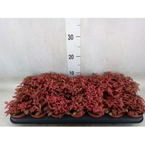 Fittonia verschaf. 'Forest Flame'
