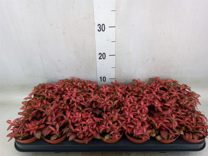 <h4>Fittonia verschaf. 'Forest Flame'</h4>