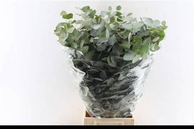 <h4>EUC CINEREA PER BOS</h4>