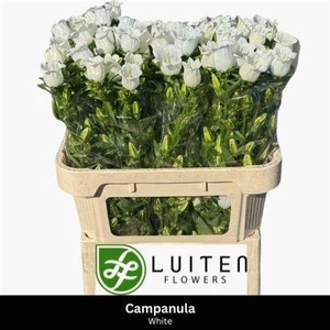 Campanula M Champion White