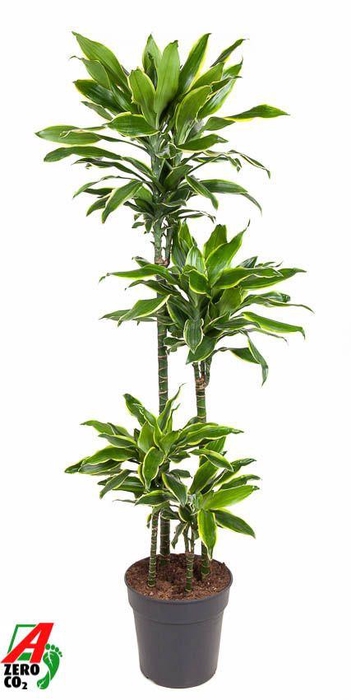 <h4>Dra Fr Golden Coast</h4>