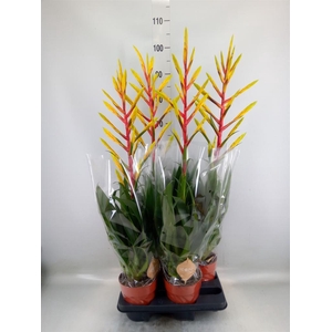 Tillandsia  'Luminosa'