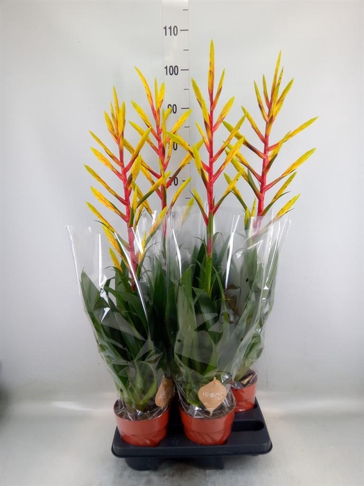 <h4>Tillandsia 'Luminosa'</h4>