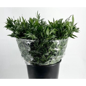 Ruscus aculeatus   ...klein blad
