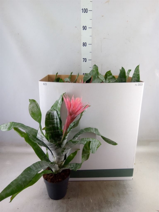 <h4>Aechmea fasciata 'Primera'</h4>