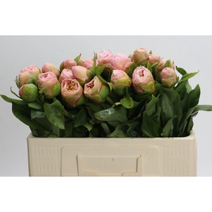 Paeonia King Kees