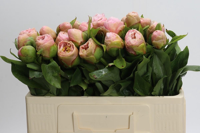 <h4>Paeonia King Kees</h4>