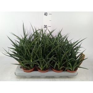 Sansevieria  'Fernwood'