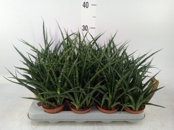 <h4>Sansevieria  'Fernwood'</h4>