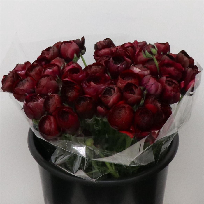 <h4>Ran El Sr Nero Super</h4>