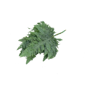 PHLEBODIUM RUCULA 65 CM