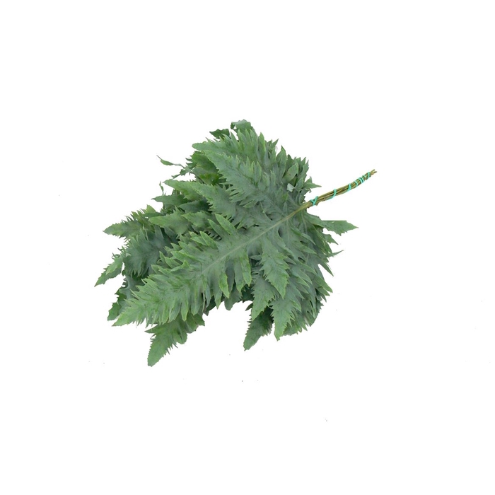 <h4>PHLEBODIUM RUCULA 65 CM SUPER</h4>