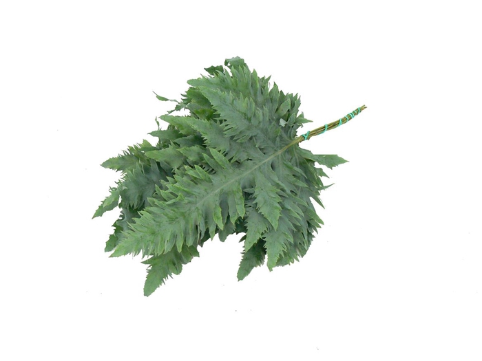 <h4>PHLEBODIUM RUCULA 65 CM</h4>