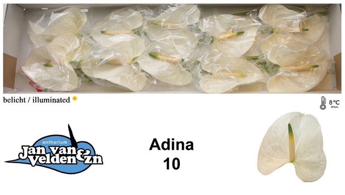 <h4>Anthurium adina</h4>