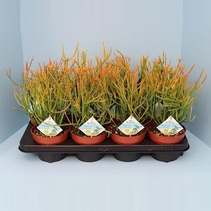 <h4>Bio Euphorbia tirucalli stramineus 50-STRAM13</h4>