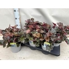 Heuchera micrantha 'Palace Purple'