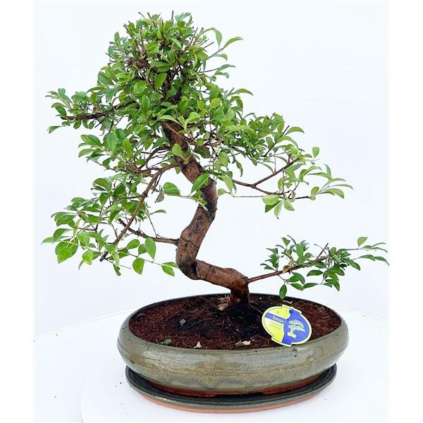 <h4>Eugenia uniflora, 39cm., shape, with drip tray</h4>