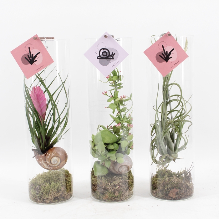 <h4>Snaily Mix - Dischidia & 2 Tillandsia's</h4>