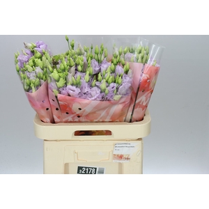 Eust Du Stracciatella Lavendel