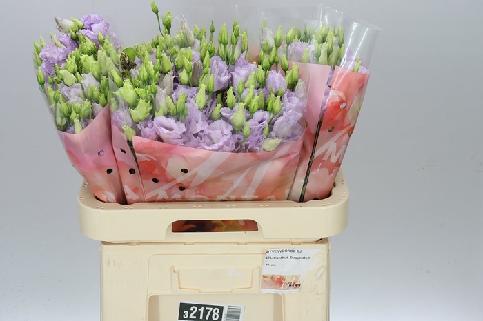 <h4>Eust Du Stracciatella Lavendel</h4>