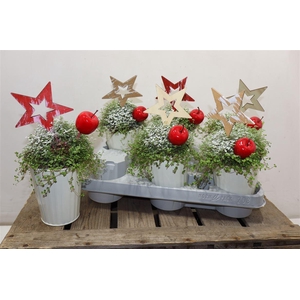 Solei Sol Groen In Zinken Potje + Deco